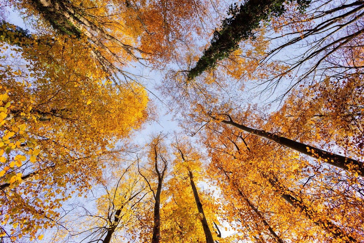 ARCHIV - 22.11.2023, Nordrhein-Westfalen, D�sseldorf: Bunte Bl�tter h�ngen bei strahlendem Sonnenschein auch Ende November noch an der Mehrheit der B�ume des Stadtwaldes. (zu dpa: �Sonniges Wetter zum ...