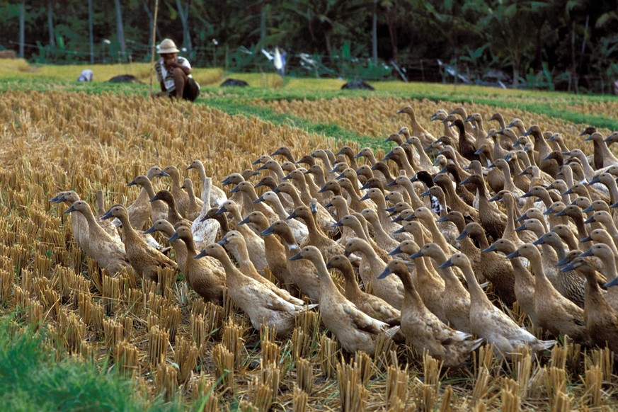 Bildnummer: 50101036 Datum: 15.06.2000 Copyright: imago/Dieter Matthes
Chinesische Laufenten watscheln über ein abgeerntetes Feld auf Bali, Tiere; 2000, Ubud, Reis, Reisanbau, Terrasse, Terrassen, Rei ...