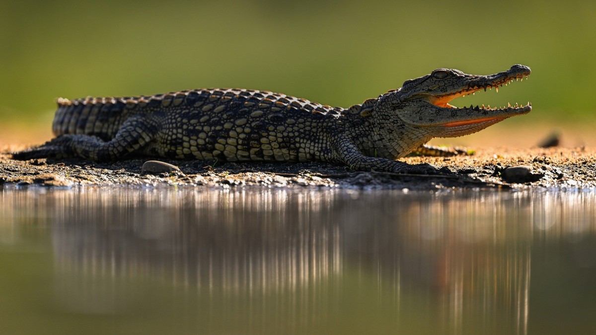 Crocodile, South Africa, Africa Copyright: JanettexHill 1185-442 RECORD DATE NOT STATED
