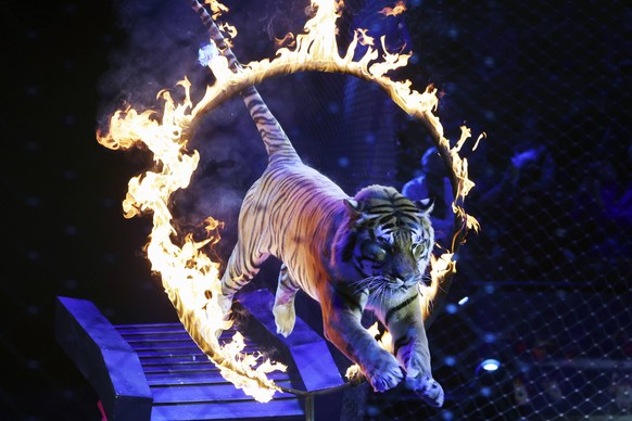 MOSCOW, RUSSIA DECEMBER 30, 2021: A tamed tiger jumps through a ring of fire during a New Year show titled The Steadfast Tin Soldier at the Great Moscow State Circus. Anton Novoderezhkin/TASS PUBLICAT ...