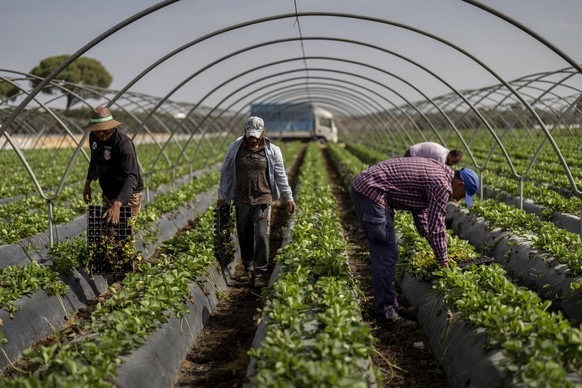 ARCHIV - 18.10.2022, Spanien, Almonte: Saisonarbeiter pflanzen Erdbeeren auf einem Bauernhof in Almonte, S�dwestspanien. Die Region Andalusien will den wasserintensiven Erdbeeranbau ausweiten - und k� ...