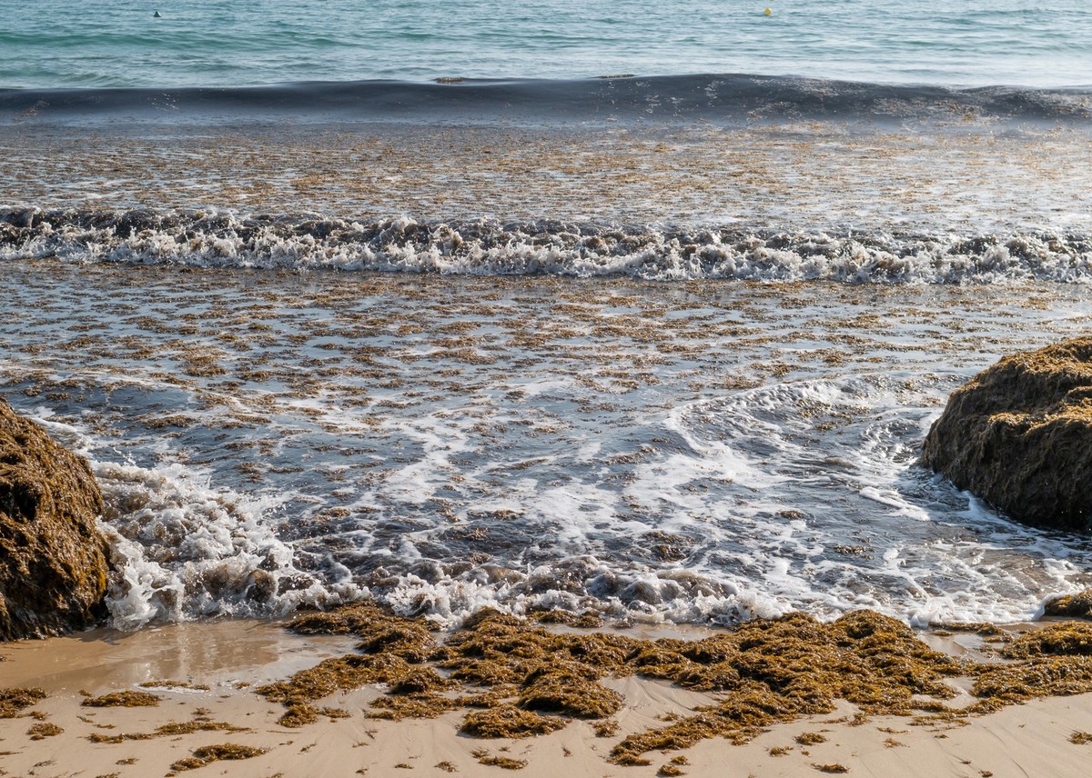 The invasive algae Rugulopteryx okamurae, native to the Pacific Ocean, invades the strait of Gibraltar and produces natural disasters on the beaches
