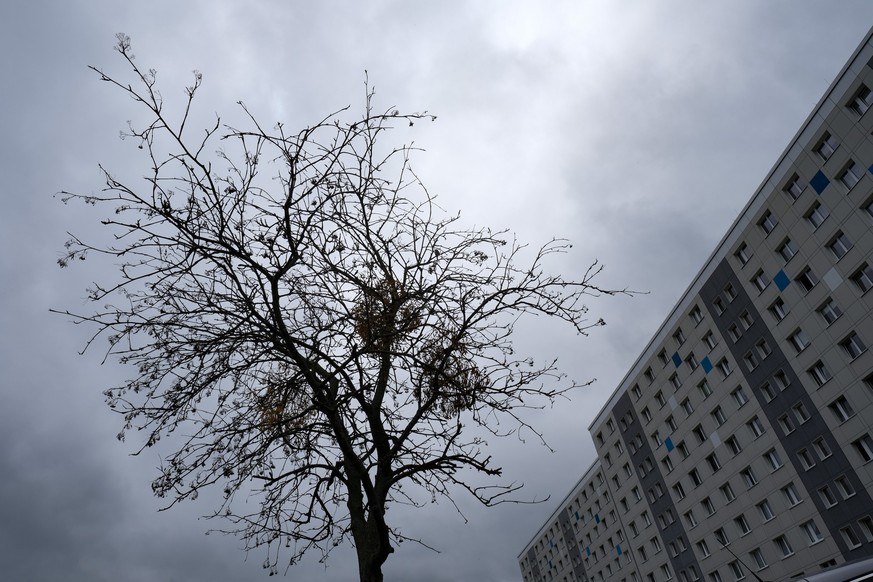 ARCHIV - 03.08.2020, Berlin: Ein vertrockneter Straßenbaum mit ebenfalls vertrockneten Misteln steht in einem Neubaugebiet in Lichtenberg. (zu dpa «Klimafestere Straßenbäume sollen Trockenheit trotzen ...