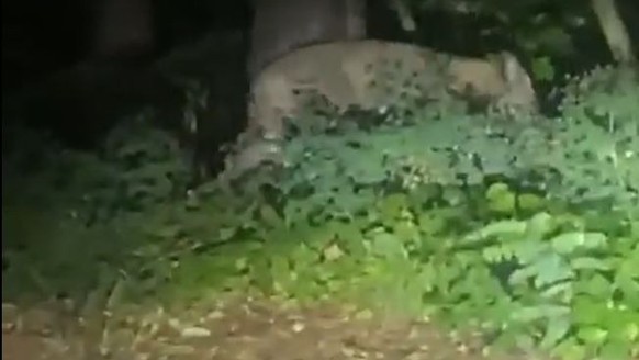 Der Experte will in dem Video ein Wildschwein erkennen.