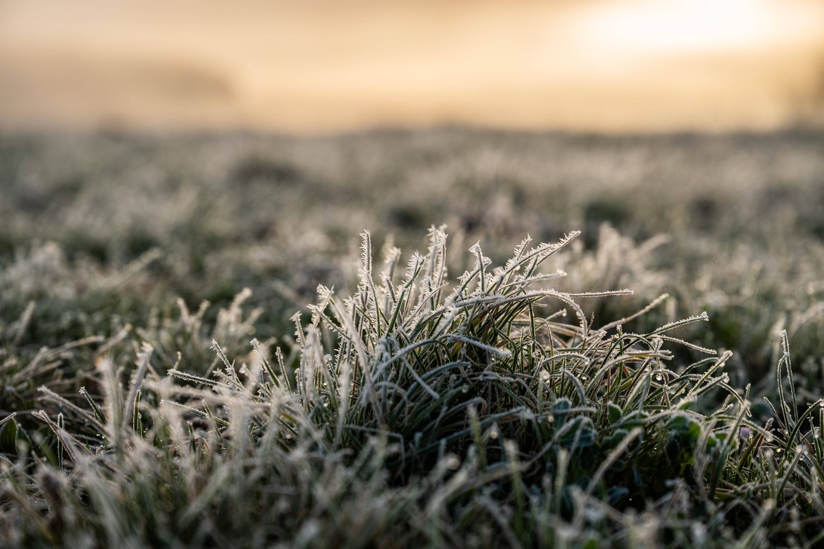 Grashalme sind auf einer Wiese im Rottweiler Teilort Göllsdorf am Morgen mit Raureif überzogen. Rottweil Baden-Württemberg Deutschland *** Blades of grass are covered with hoarfrost on a meadow in the ...