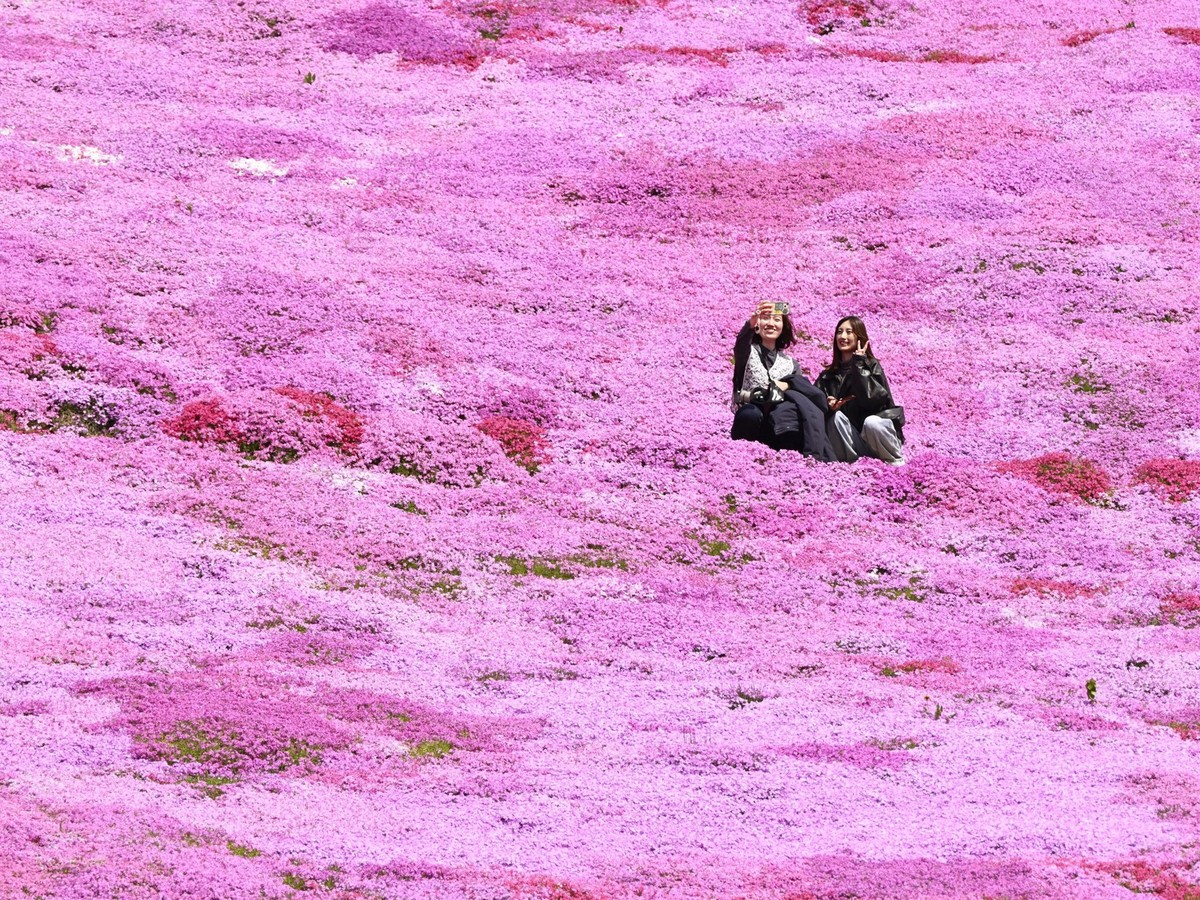 dpatopbilder - 23.05.2025, Japan, Ozora: Der Moos-Phlox, auf japanisch Shibazakura, in voller Bl