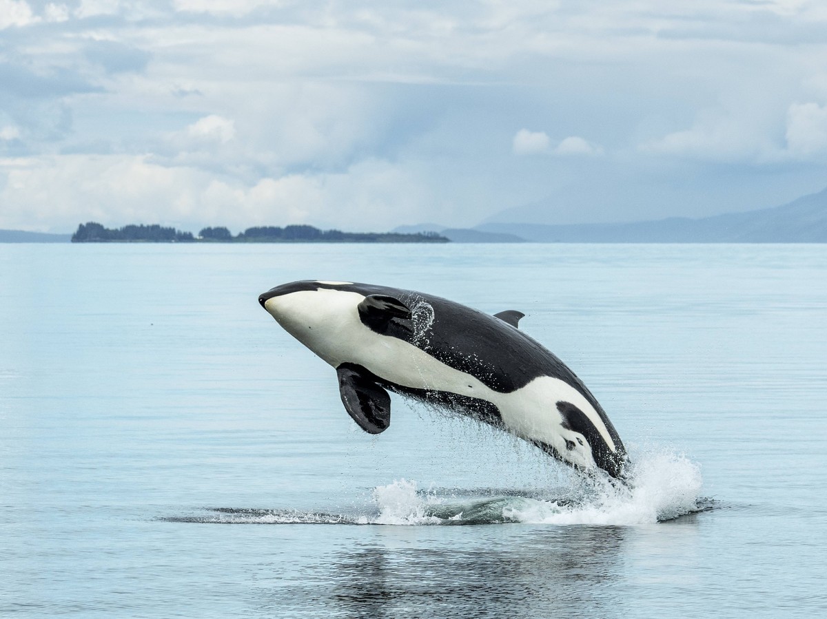 A killer whale, or orca, breaches in the waters of Icy Strait, Alaska Alaska USA PUBLICATIONxNOTxINxUSA Copyright: xMarkxKelleyx 6053-18447510