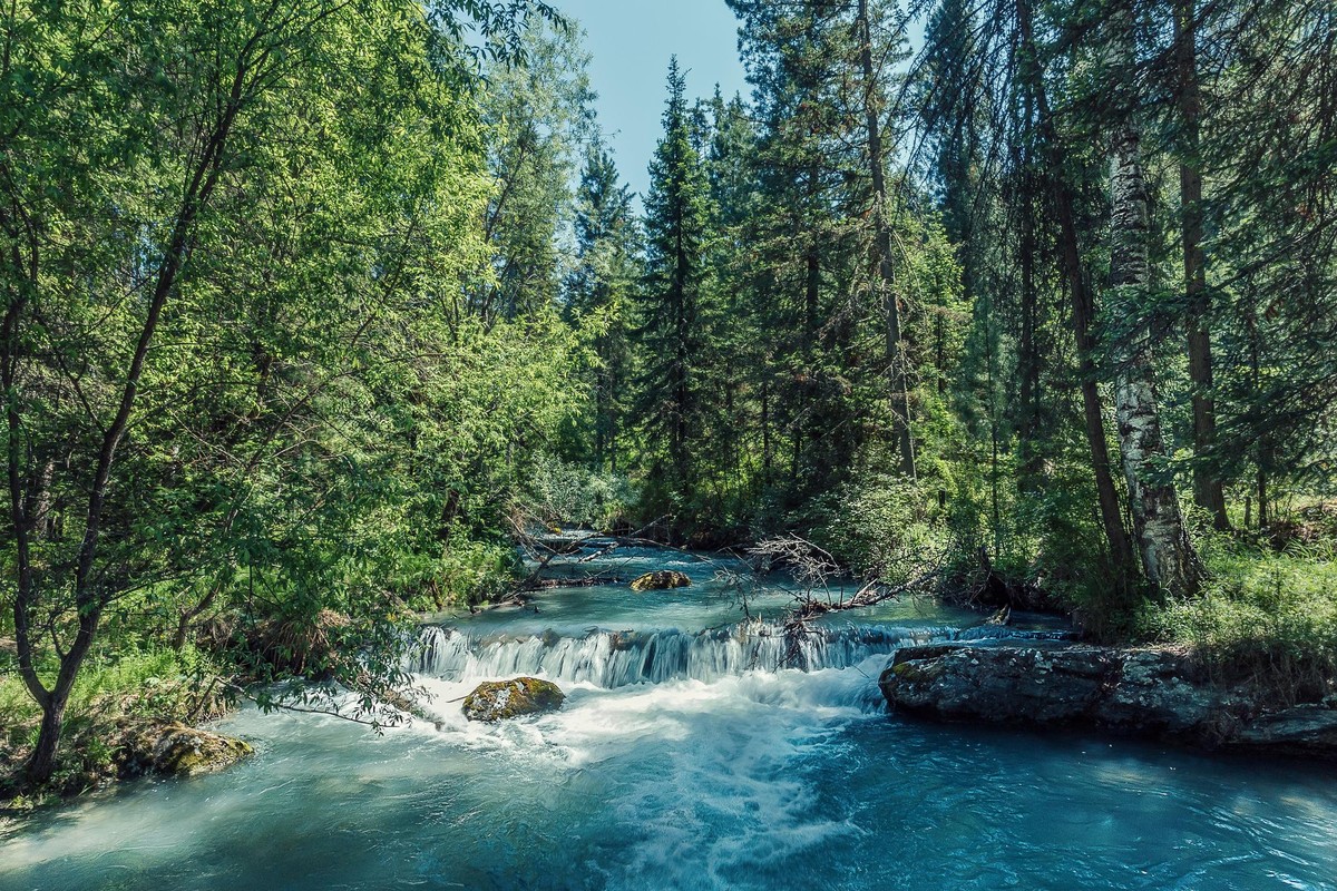 Wald Russland