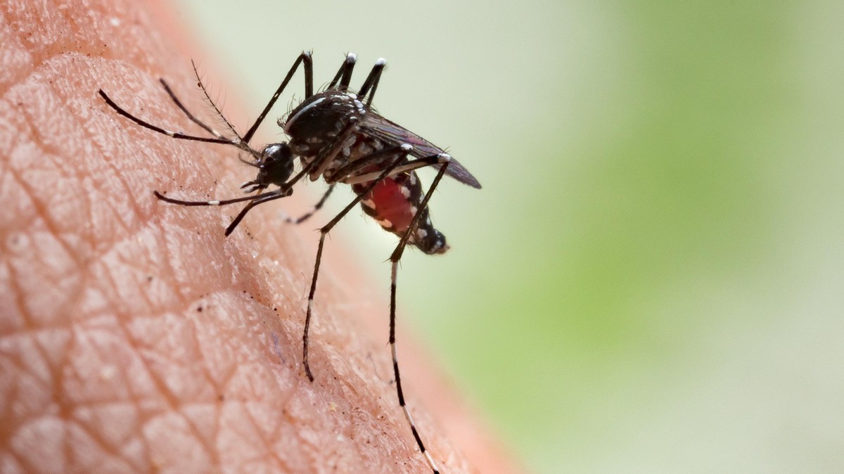 Eine Mücke im Sommer: Mücken sind Insekten, die Menschen zum Beispiel im Garten und in der Natur stechen können. Gegen den Kontakt mit den Juckreiz auslösenden Stechmücken hilft zum Beispiel Schutzspr ...