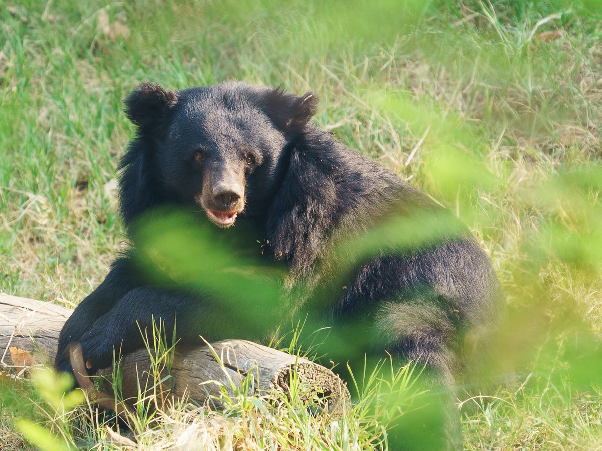 asiatic black bear, 18.04.2020 17:04:07, Copyright: xanankkmlx Panthermedia28336301