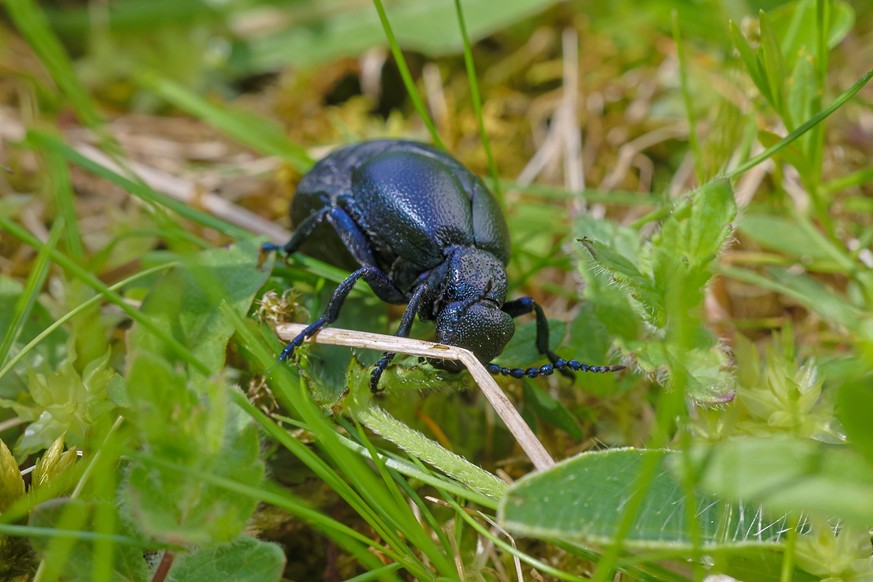 04.05.2023 / Igls, Innsbruck, Tirol, Österreich / Bild: Schwarzblauer Ölkäfer, Meloe proscarabaeus, Schwarzer Maiwurm, Käfer in der Wiese, Käfer im Gras, Insekt des Jahres 2020 *** 04 05 2023 Igls, In ...