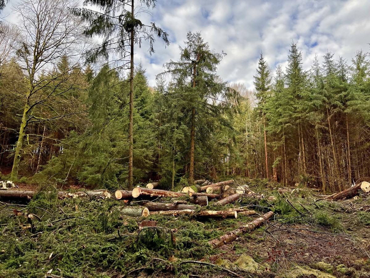 28.12.2021, Berkheim bei Memmingen, Forstwirtschaft im Winterwald, Holz-Stämme liegen im Wald verstreut umher. Winterzeit ist Erntezeit, Die Holzernte erfolgt vor im Herbst und Winter, je kälter und t ...