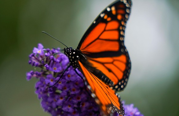 THE CANADIAN PRESS 2021-10-14. A monarch butterfly feeds on a large flowering bush near The Beaches in Toronto on Thursday, October 14, 2021. THE CANADIAN PRESS/Evan Buhler URN:63063474