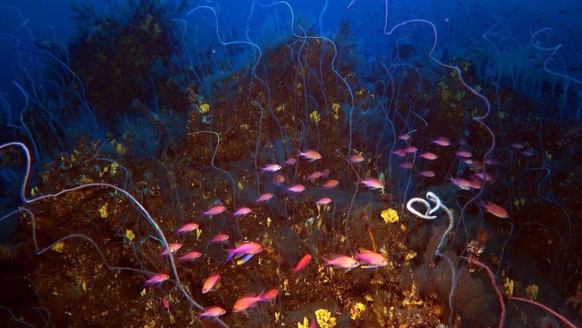 Korallen und Fische beleben heute die Unterwasserlava eines der Vulkane vor den Kanaren.