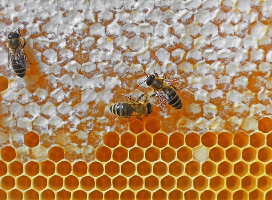 Close up several worker honeybees on fresh golden comb honey background, full frame honeycomb pattern