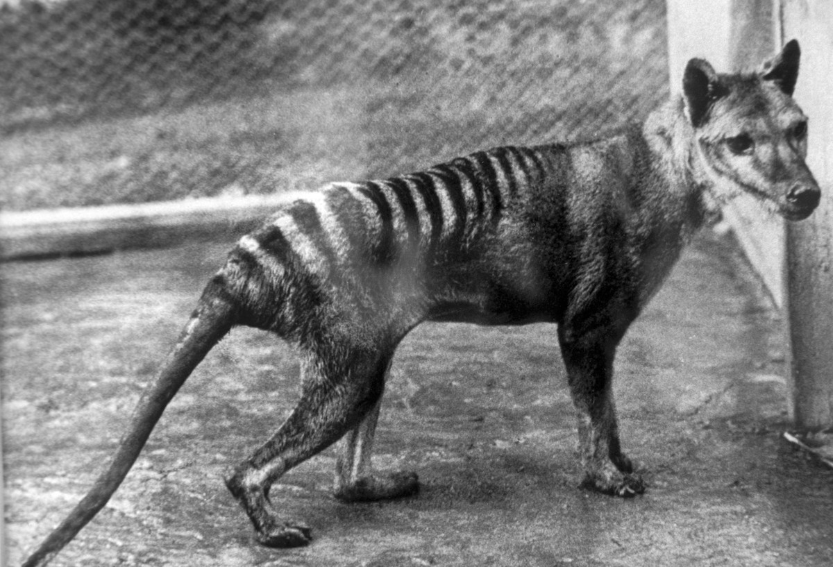 Beutelwolf, Tasmanischer Wolf, Beuteltiger, Tasmanischer Tiger Thylacinus cynocephalus, ausgestorben, Beuteltiere, Tiere, Thylacine juvenile male, captive, Hobart Zoo, Tasmania, Australia, 1928 *** Ta ...