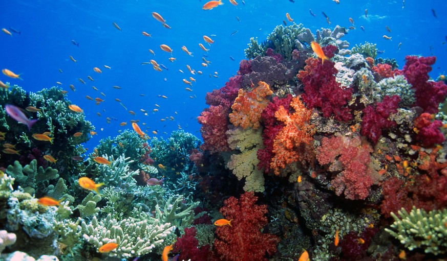 Beauitful Fiji soft coral gardens