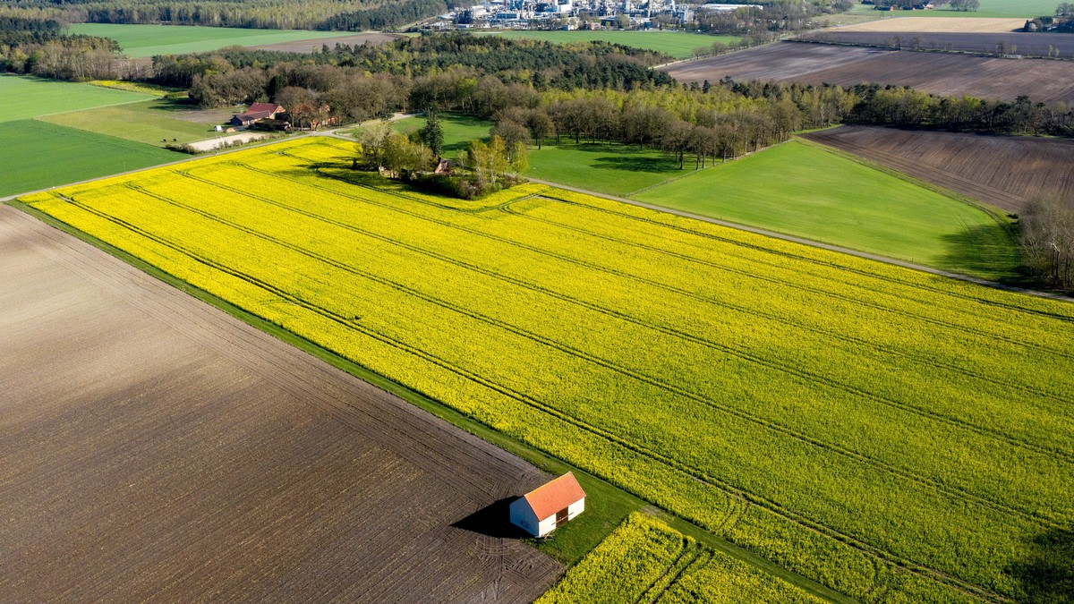 15.04.2020, Niedersachsen, Grossenkneten: Raps blueht im Ortsteil Sage auf einem Feld (Luftaufnahme mit Drohne). Im Hintergrund ist die Erdgasaufbereitungsanlage (EAA) von ExxonMobil zu erkennen. Foto ...