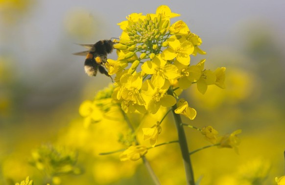 A general view of a rapeseed field as a bee collects pollen from the flower in Cologne, Germany on April 17, 2023 (Photo by Ying Tang/NurPhoto via Getty Images)