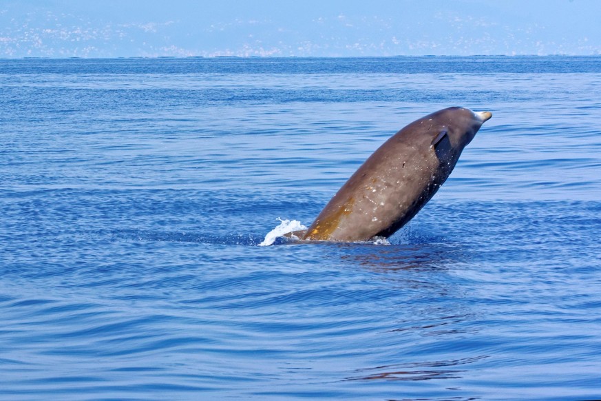 Cuvier&#039;s beaked whale (Ziphius cavirostris), in the Gulf of Genoa, Ligurian Sea.