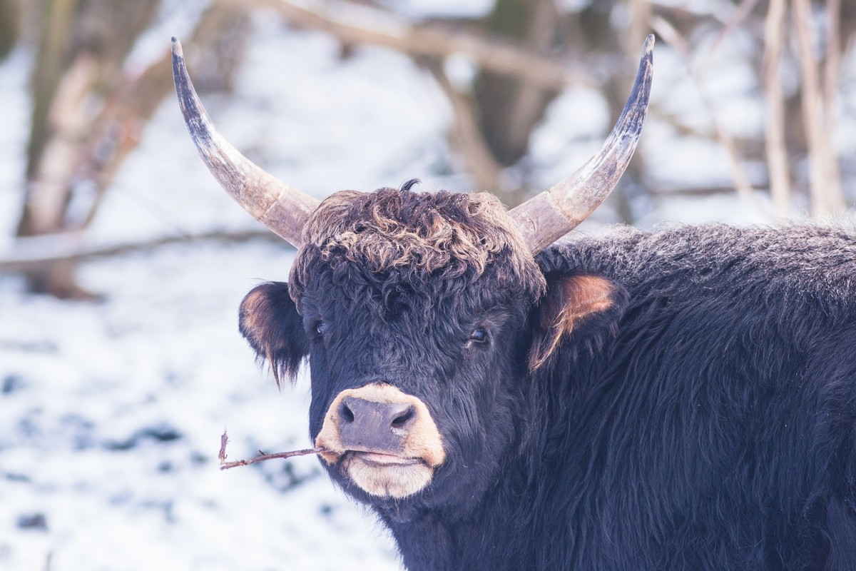 Funny looks from a heck cattle in a snowy landscape. Funny looking heck cattle, heck cattle with different expressions with a snowy landscape in the background.