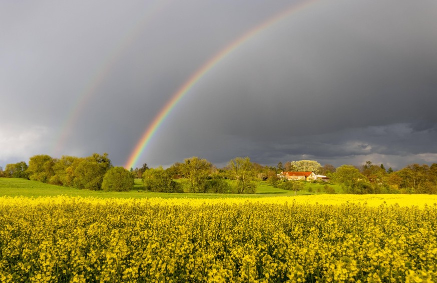Ein Regenbogen über einem Rapsfeld in Hessen. 
