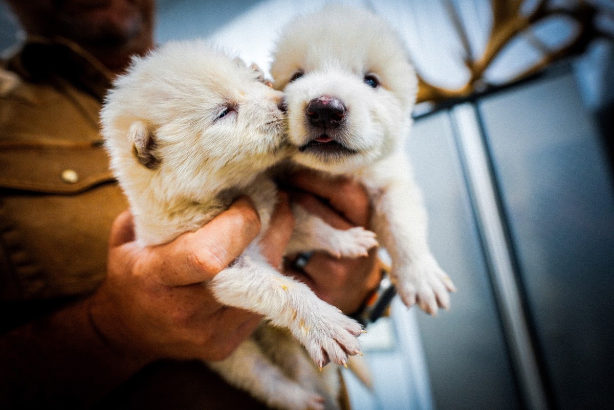 HANDOUT - 17.10.2024, ---, --: Dieses undatierte Foto von Colossal Biosciences zeigt zwei Welpen, die gentechnisch so verändert wurden, dass sie Ähnlichkeiten mit dem ausgestorbenen Schattenwolf aufwe ...