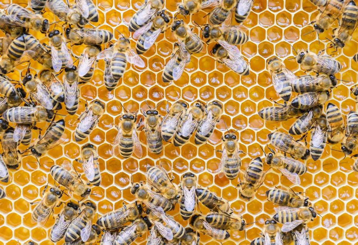 ARCHIV - Bienen sind