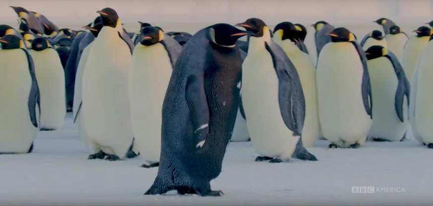 Kann sich schlecht verstecken: der schwarze Antarktis-Pinguin. 