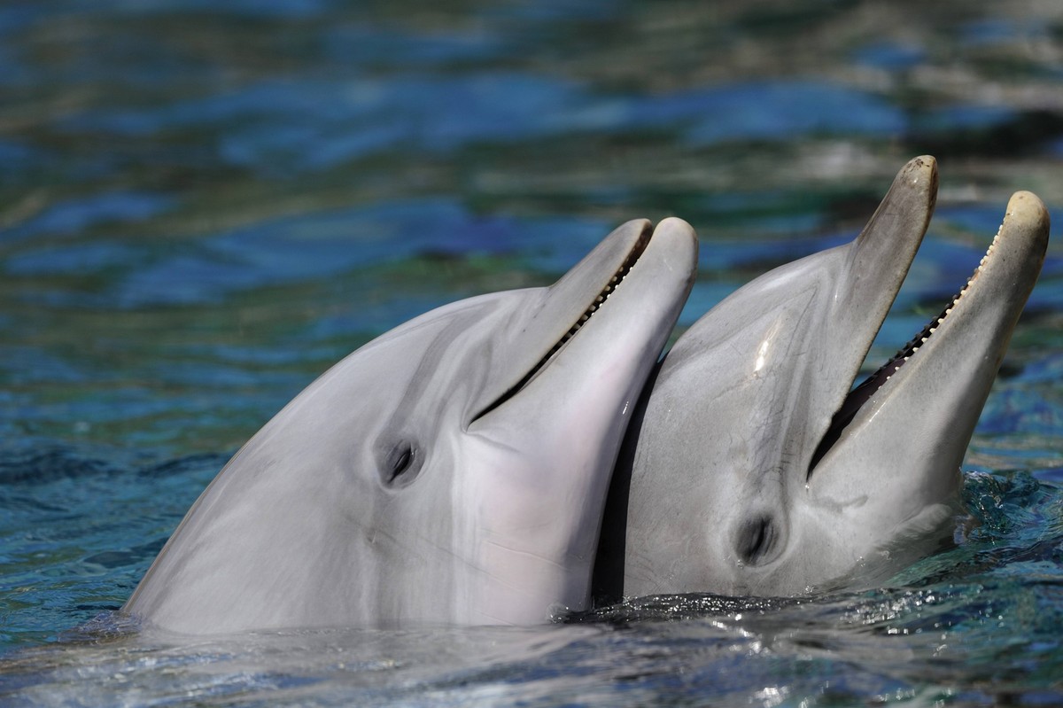 Bildnummer: 58635336 Datum: 30.01.2012 Copyright: imago/blickwinkel
Grosser Tuemmler, Grosstuemmler, Flaschennasendelphin (Tursiops truncatus), zwei Delfine schauen aus dem Wasser bottlenosed dolphin, ...