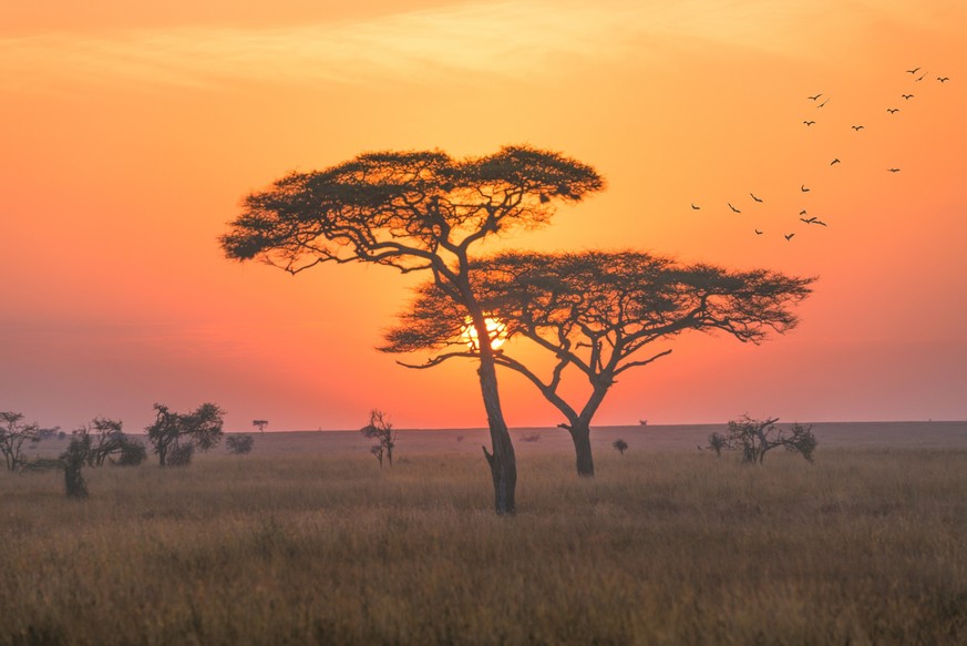 An early morning shot , this photo was taken during my game drive safari in Serengeti National Park, Tanzania. The sunrise was so amazing with red and orange colour.