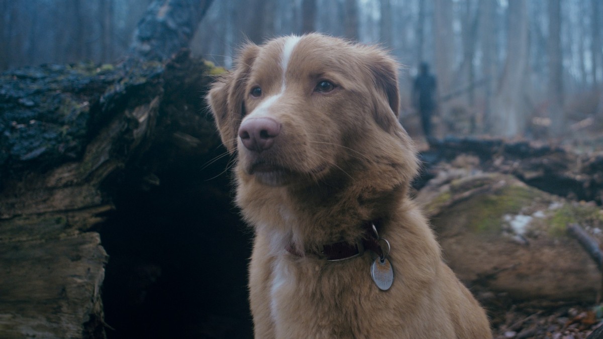 Wer könnte diesem Hund schaden wollen?