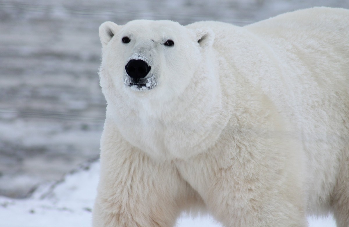 In Alaska hat sich der erste Eisbär mit der Vogelgrippe infiziert und ist daran gestorben.