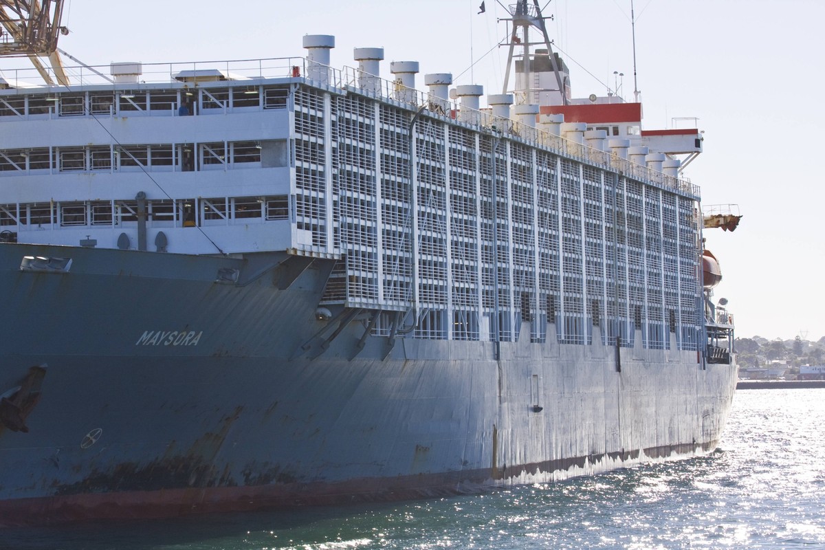 frachtschiff,tiertransport *** container ship,cattle lorry lwc-a8