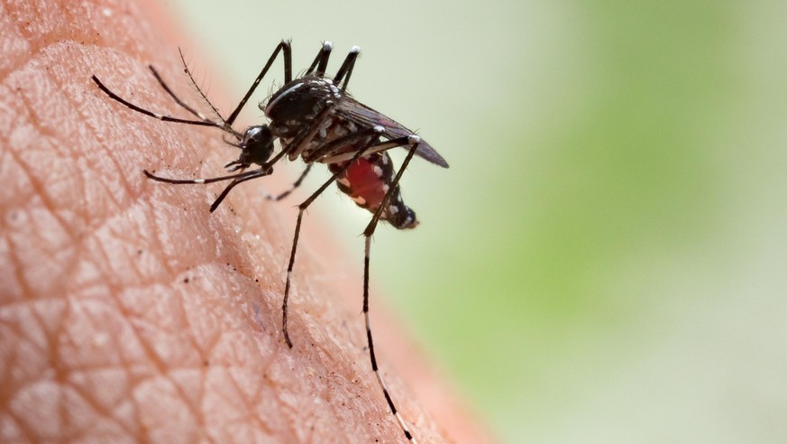 Eine Mücke im Sommer: Mücken sind Insekten, die Menschen zum Beispiel im Garten und in der Natur stechen können. Gegen den Kontakt mit den Juckreiz auslösenden Stechmücken hilft zum Beispiel Schutzspr ...