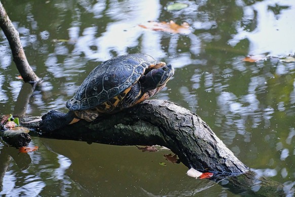 24.09.2021 xkhx Wasserschildkröte ruht sich auf dem Baumstamm aus *** 24 09 2021 xkhx water turtle resting on the tree trunk