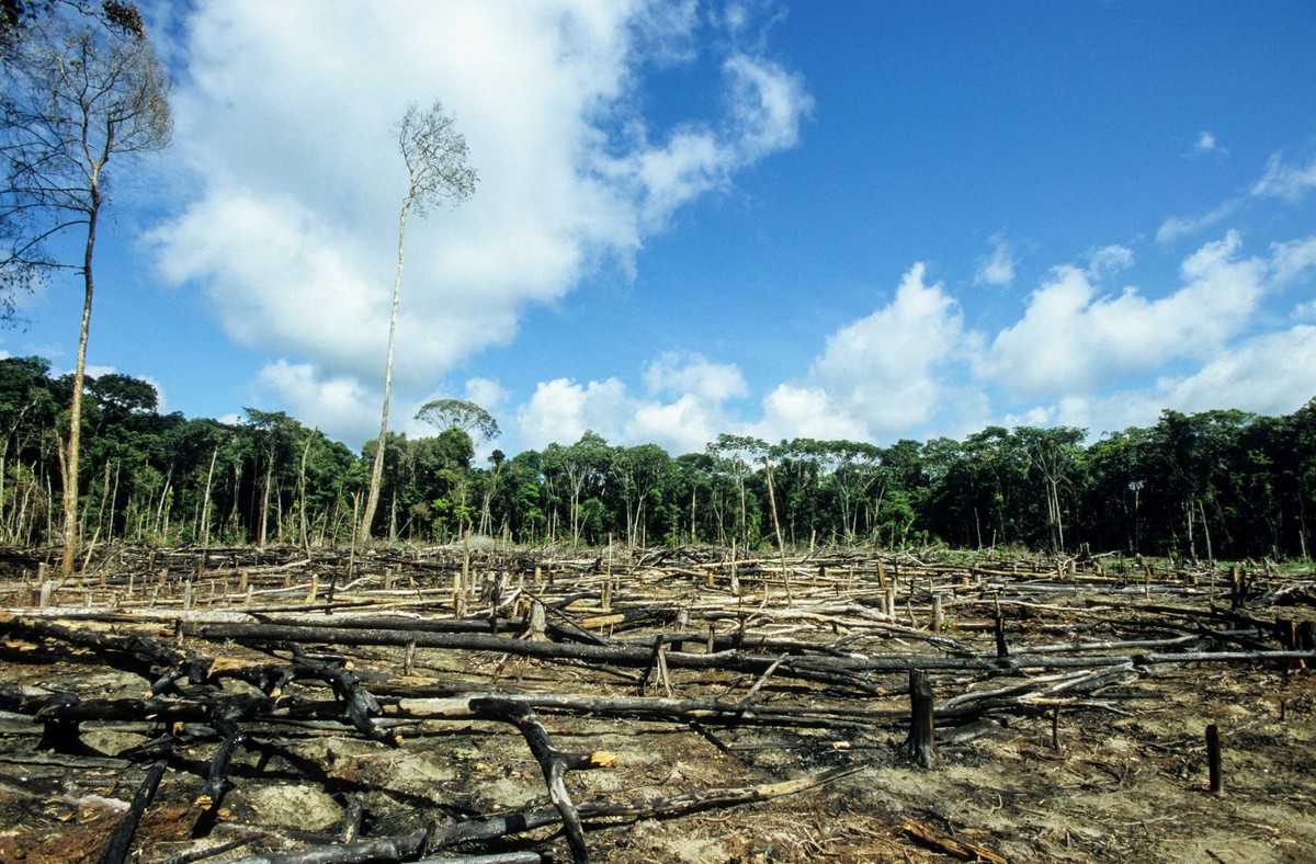 Brasilien Amazonas Regenwald BRASILIEN Amazonas, abgeholzter Regenwald im Gebiet der Indianer vom Stamm der Madiha, auch Kulina, im Indianerdorf Sossego am Fluss Bau ein Nebenfluss des Jurua Amazon