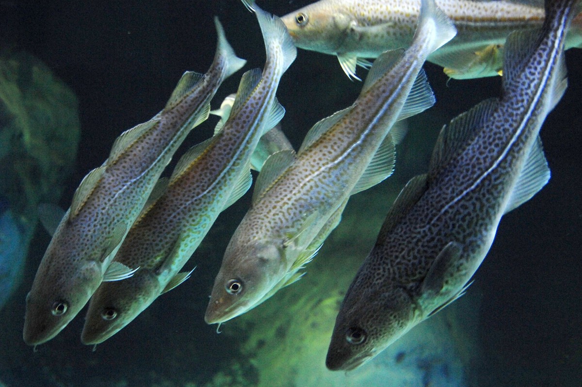 ARCHIV - 10.07.2008, Mecklenburg-Vorpommern, Stralsund: Dorsche, auch Kabeljau genannt, schwimmen im Ozeaneum Stralsund im Aquarium. Nach drei Jahren Fangpause wird die Lage der Ostseefischer im komme ...