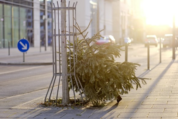 Discarded christmas tree after the Holiday against backlight.