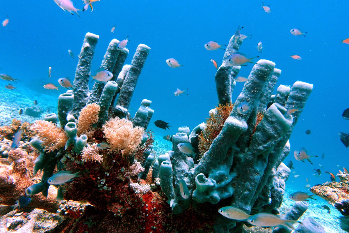 Blaugrauer Roehrenschwamm Haliclona fascigera, Reniera fascigera, im Korallenriff, Indonesien, Molukken, Napo Talimao Large tube-sponge Haliclona fascigera, Reniera fascigera, at a coral reef, Indones ...