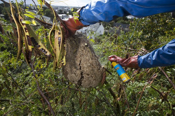 Asian predatory wasp Vespa velutina nigrithorax people destroying and removing the nest, invasive species, Nantes, France, September 2015 PUBLICATIONxINxGERxSUIxAUTxONLY 1537018 CyrilxRuoso