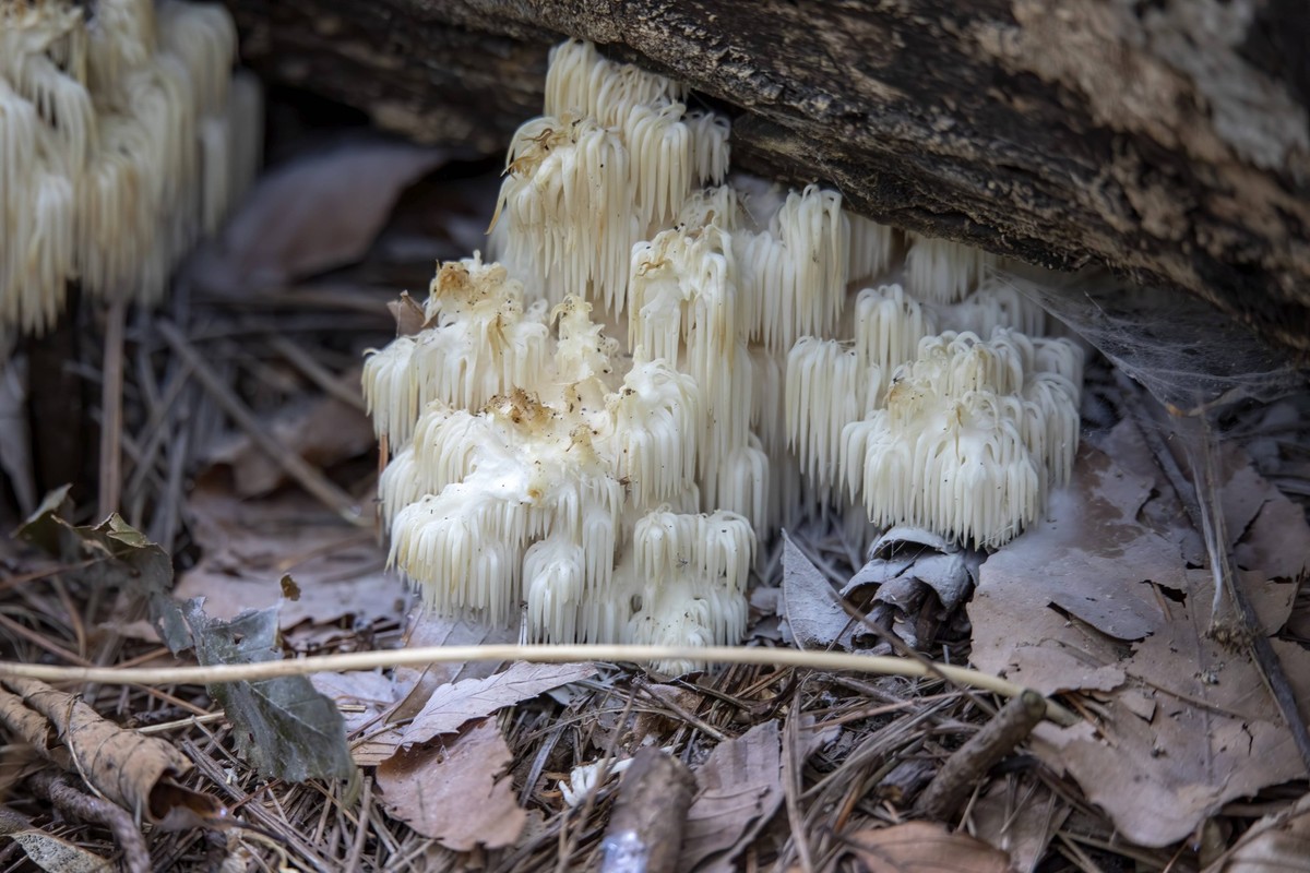 Löwenmähne, Hericium erinaceus auch Affenkopfpilz, Bartzahnpilz, Satyrbart, Bart Igelpilz, Pom Pom Pilz oder Bartzahnpilz genannt Lion s mane, Hericium erinaceus also called monkey head mushroom, bear ...