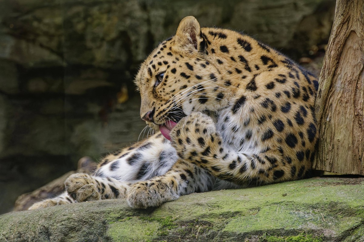 Amurleopard Panthera pardus orientalis bei der Körperpflege, captive, vom Aussterben bedroht, Verbreitung Grenzgebiet Russland und China *** Amur leopard Panthera pardus orientalis at the Body care, c ...