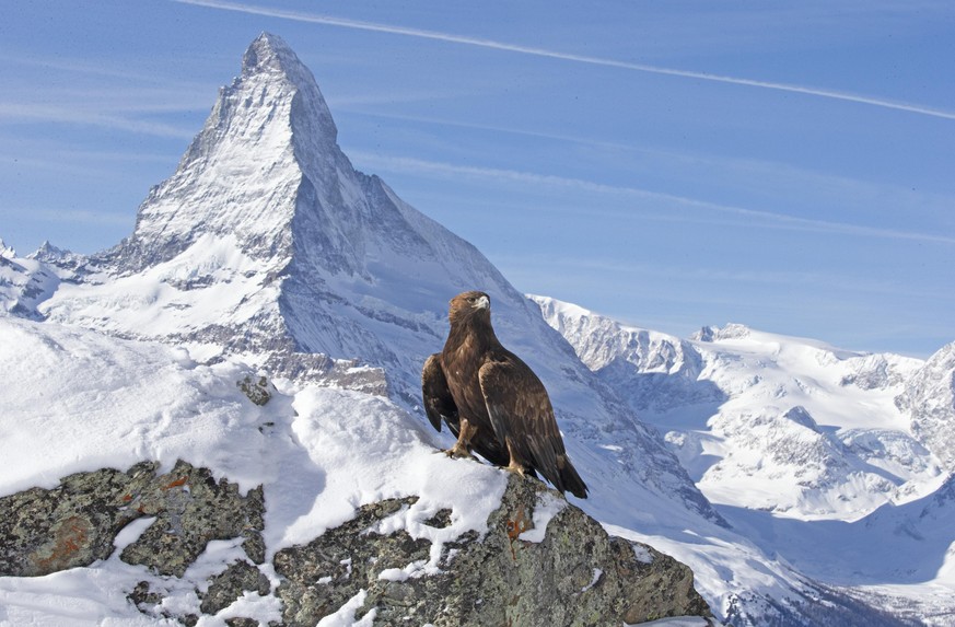 Ein Adler in den Alpen.
