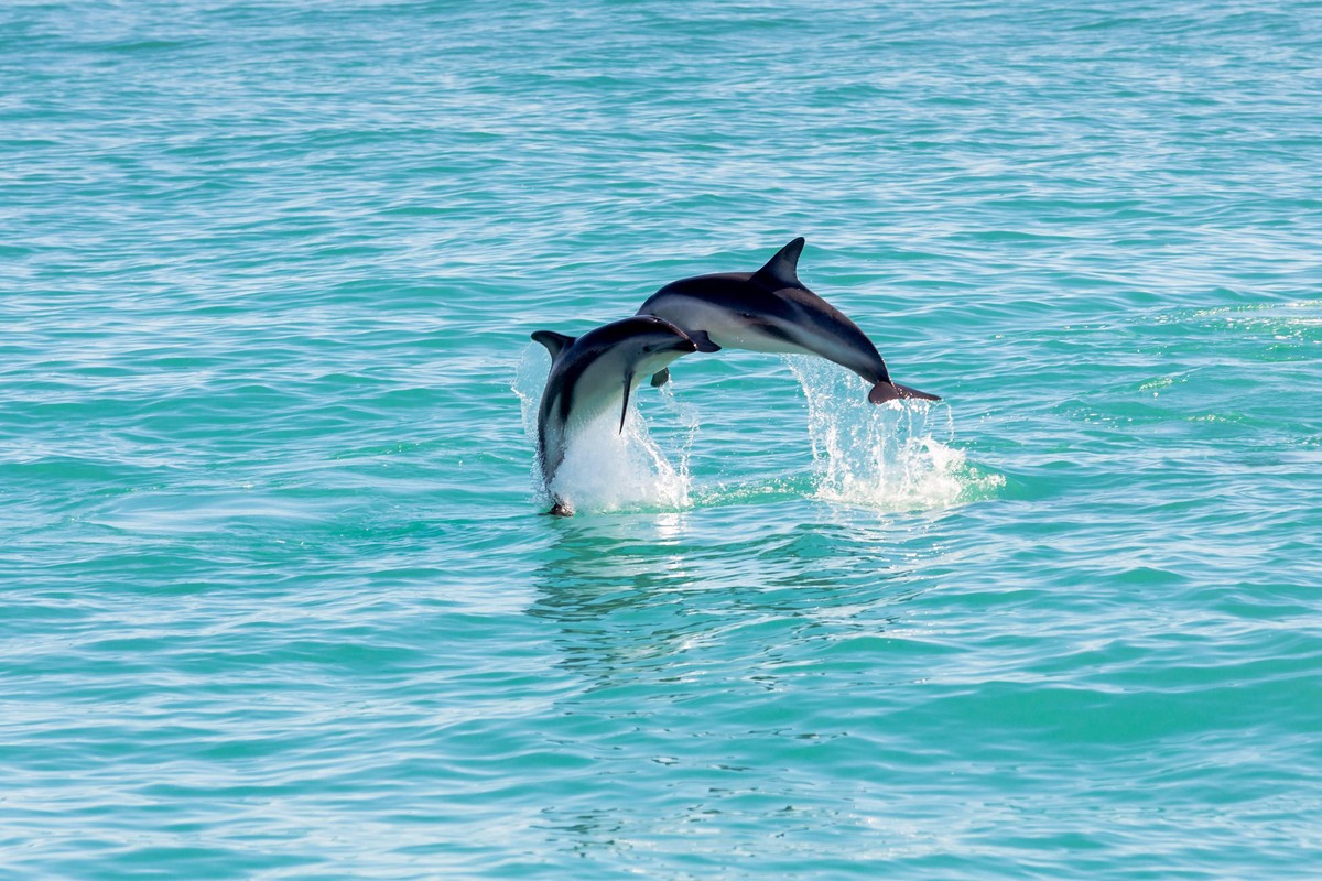 Bildnummer: 60404053 Datum: 23.01.2013 Copyright: imago/imagebroker
Zwei Hector-Delfine (Cephalorhynchus hectori) begegnen sich beim Sprung aus dem Wasser in der Luft, Ferniehurst, Region Canterbury, ...