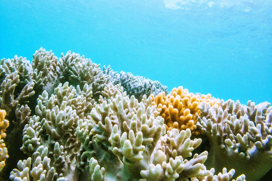 Australia, Queensland, Great Barrier Reef, Corals, close up PUBLICATIONxINxGERxSUIxAUTxHUNxONLY KIJF02257
