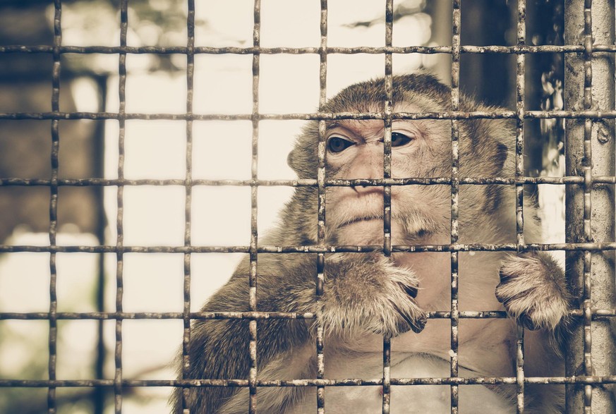 Monkey feeling sad in the cage / Animal rights concept