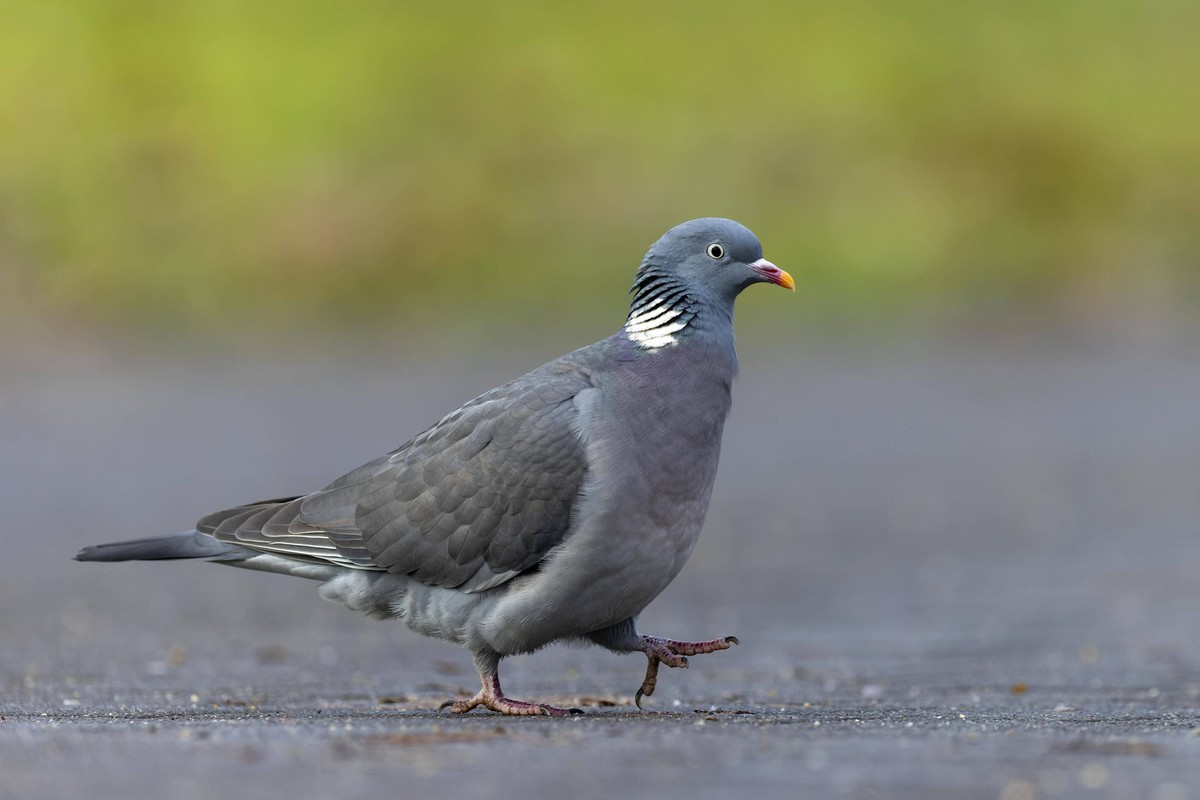 Ringeltaube Columba palumbus auf einem Weg, wildlife, Deutschland, Europa *** Wood pigeon Columba palumbus at a Way, wildlife, Germany, Europe Copyright: imageBROKER/RonaldxWittek ibxron09985773.jpg B ...