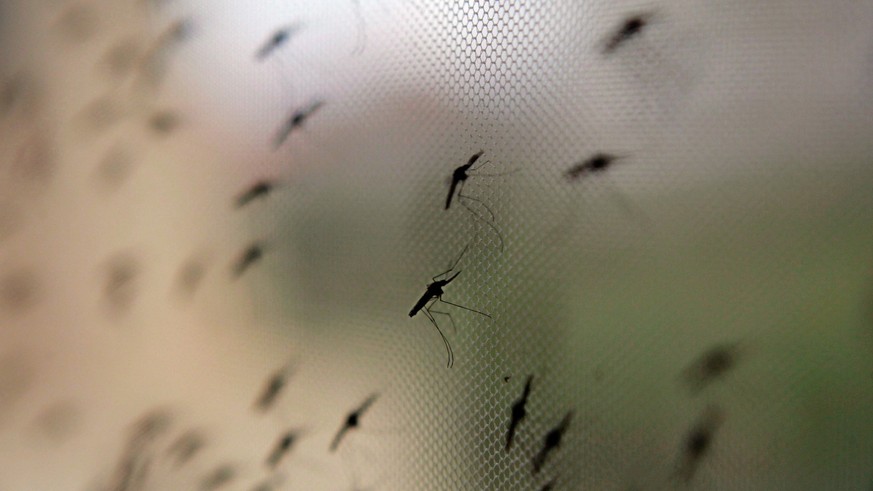 ARCHIV - Die Anopheles-Mücke überträgt Malaria. Für Urlauber ist Prophylaxe und Schutz vor Ort wichtig, etwa ein Mückennetz über dem Bett. Foto: Stephen Morrison/epa/dpa-tmn - Honorarfrei nur für Bezi ...