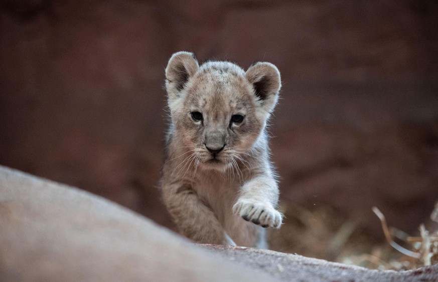 Eines der Löwenbabys läuft in ihrem Gehege. Jamila, Kumani und Malaika, der dreifache Löwennachwuchs wurde am 8. Oktober 2021 im Gelsenkirchener Zoo geboren. Die Tiere sind nach vier Wochen knapp vier ...